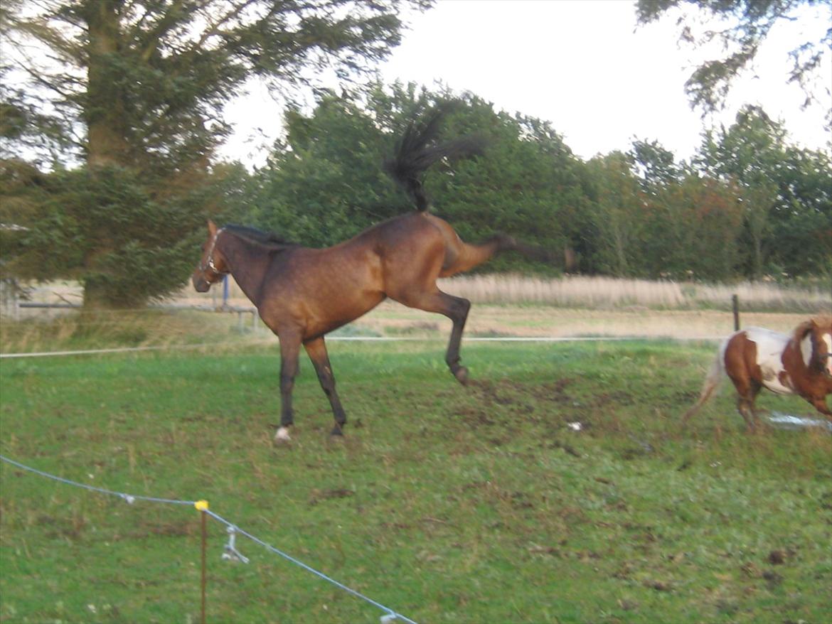 Dansk Varmblod Gustav Rau <3 billede 2