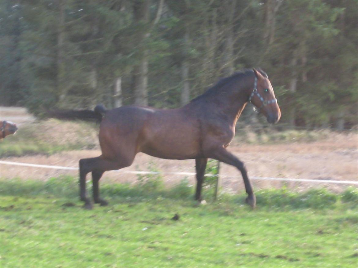 Dansk Varmblod Gustav Rau <3 billede 3