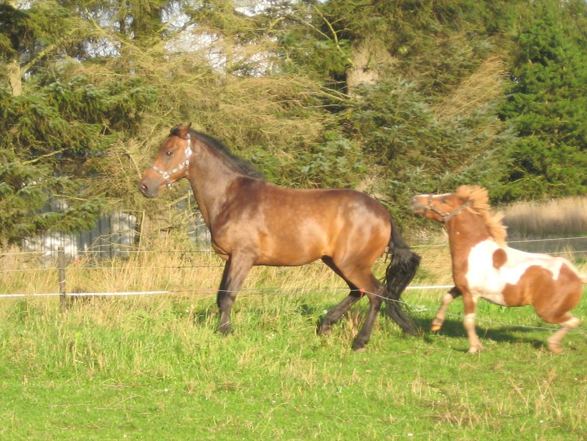 Dansk Varmblod Gustav Rau <3 billede 4