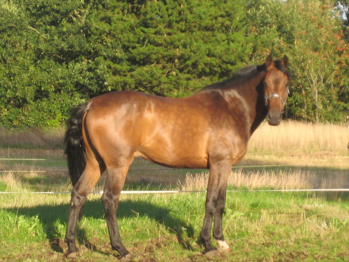 Dansk Varmblod Gustav Rau <3 billede 5