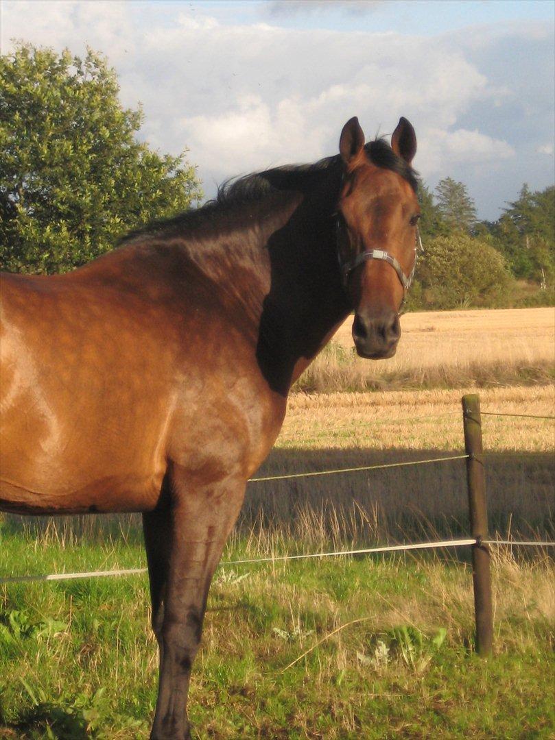 Dansk Varmblod Gustav Rau <3 billede 6