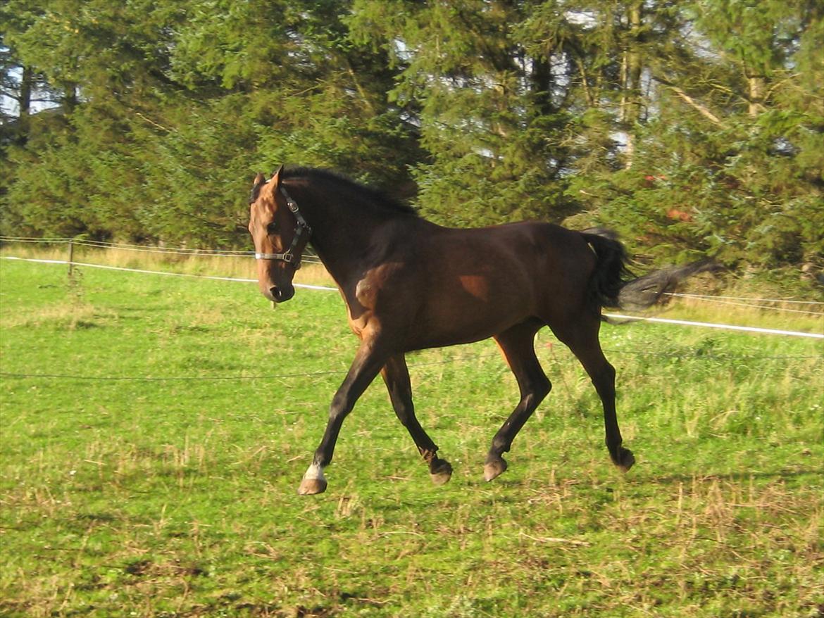 Dansk Varmblod Gustav Rau <3 billede 7