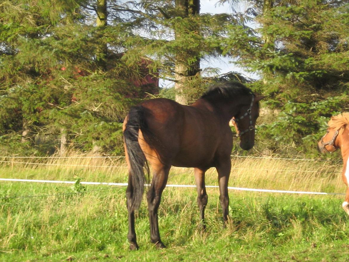 Dansk Varmblod Gustav Rau <3 billede 8