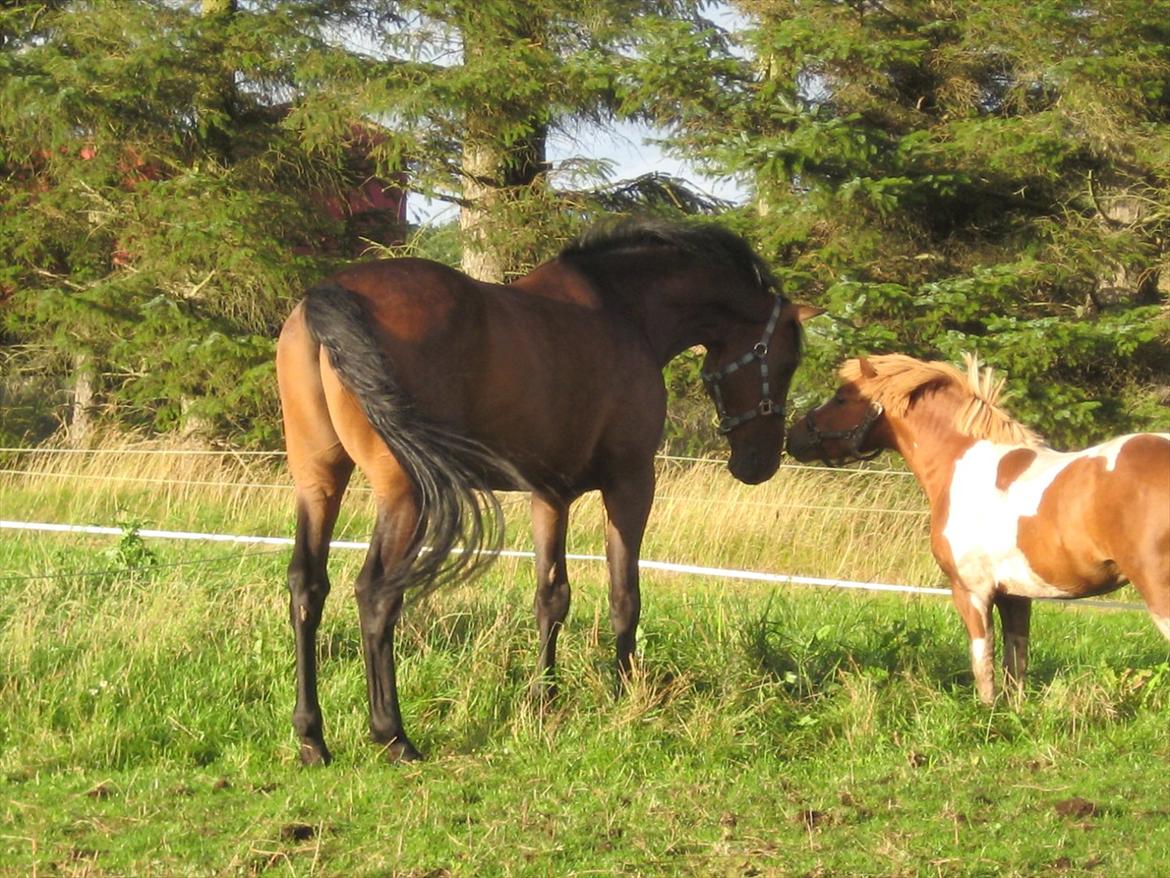 Dansk Varmblod Gustav Rau <3 billede 9