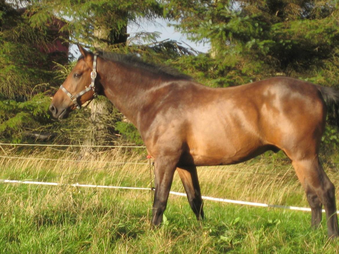 Dansk Varmblod Gustav Rau <3 billede 10