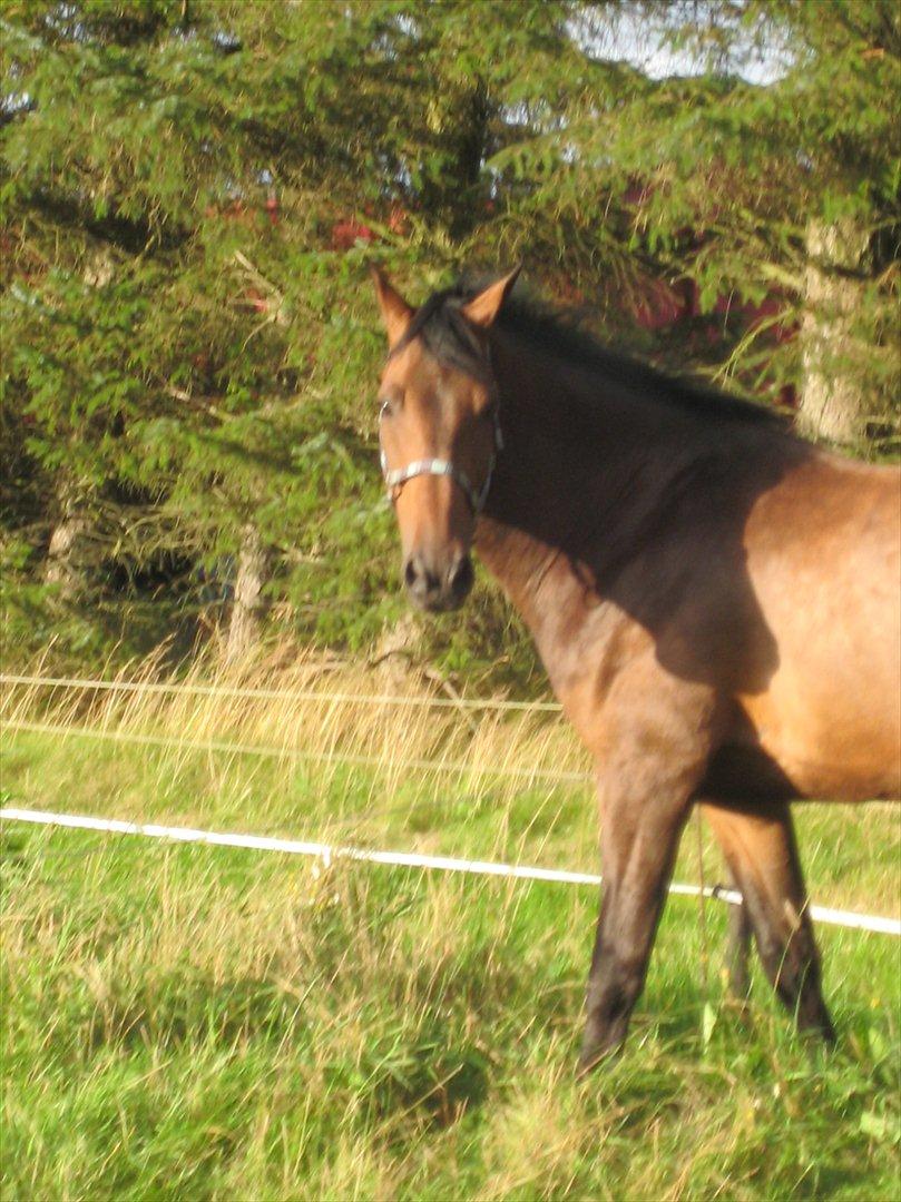 Dansk Varmblod Gustav Rau <3 billede 11