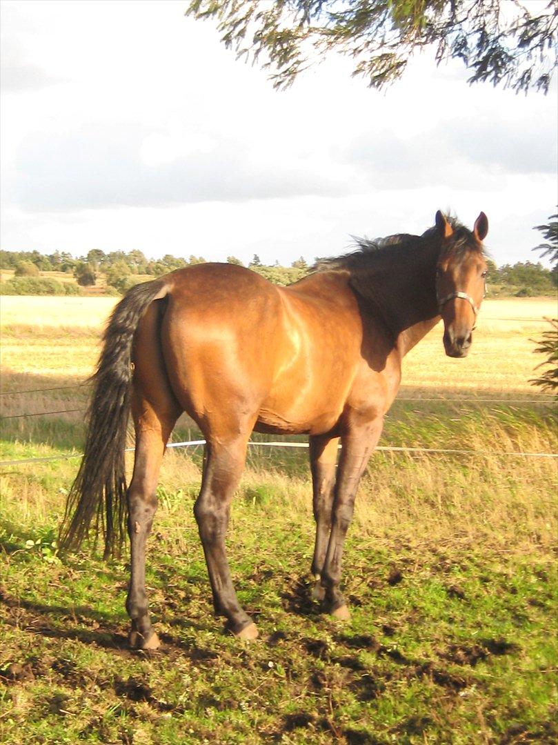 Dansk Varmblod Gustav Rau <3 billede 12