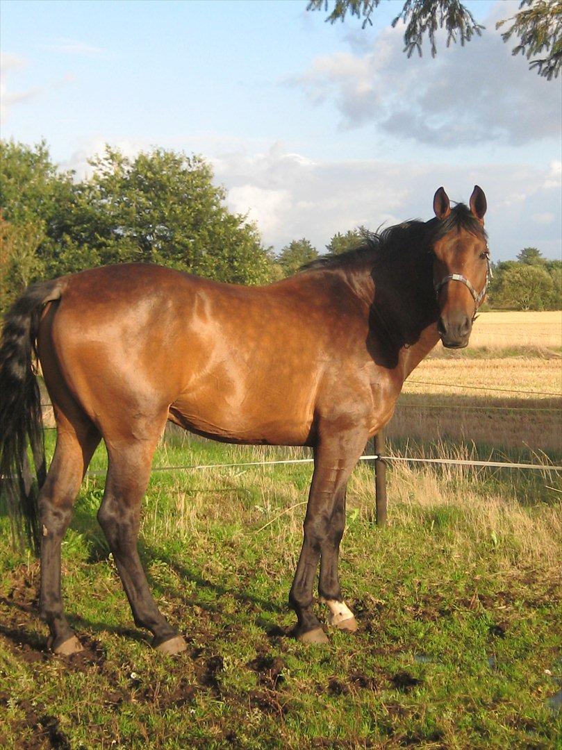 Dansk Varmblod Gustav Rau <3 billede 13