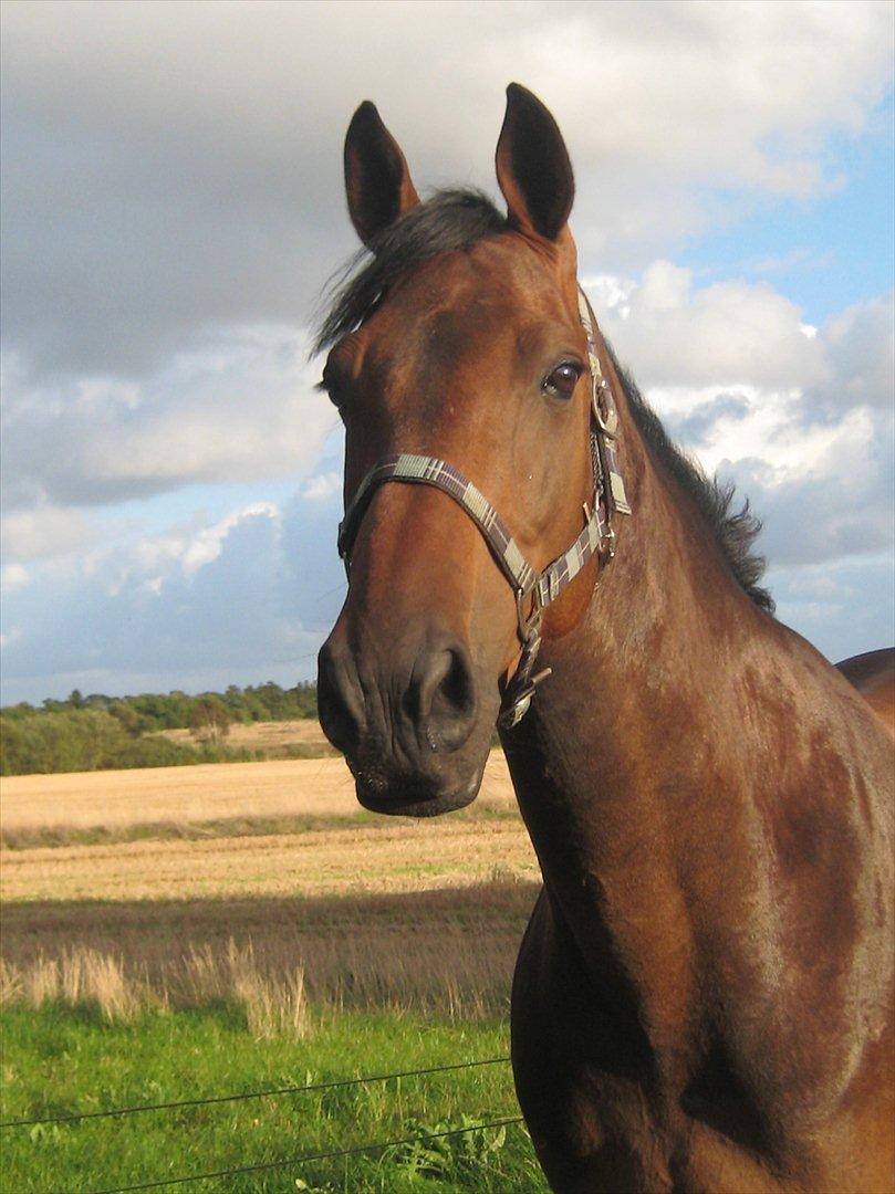 Dansk Varmblod Gustav Rau <3 billede 14