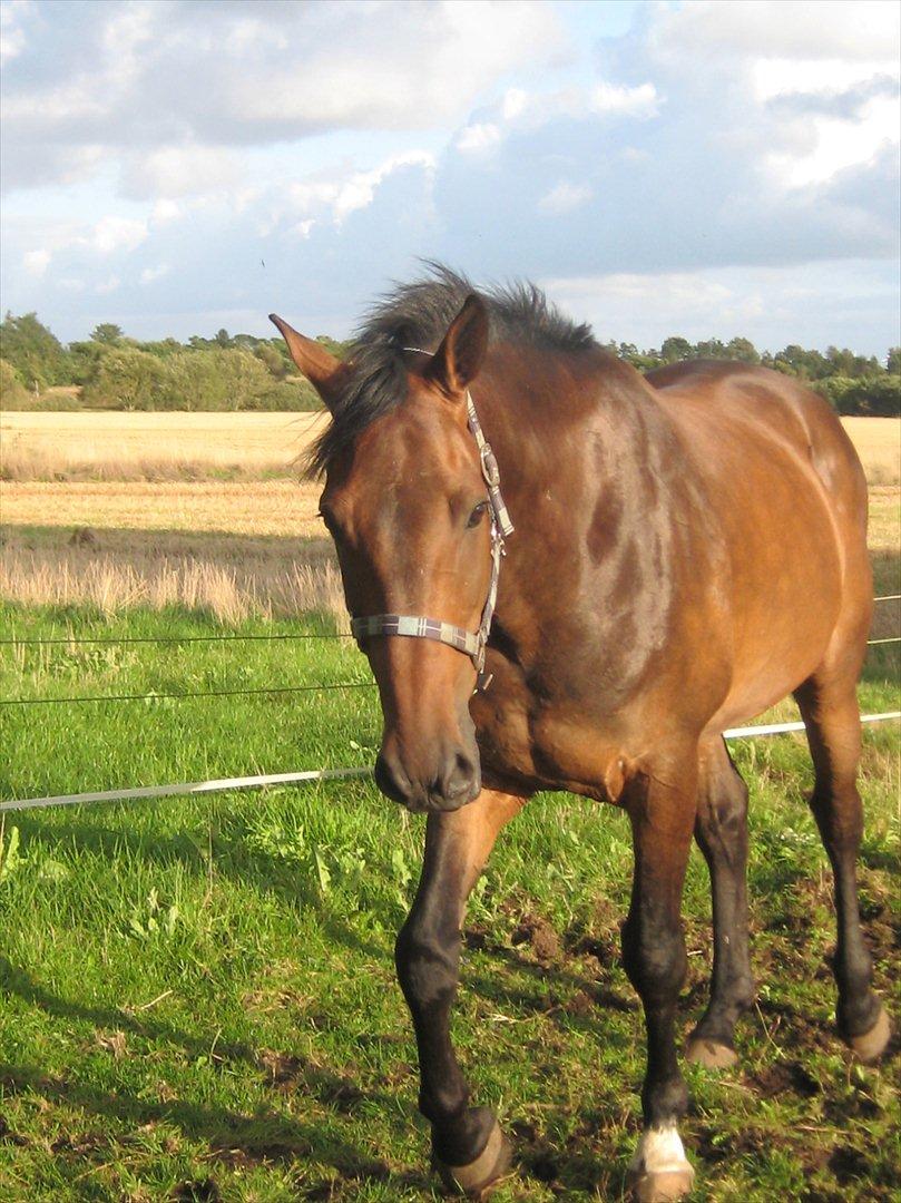 Dansk Varmblod Gustav Rau <3 billede 15