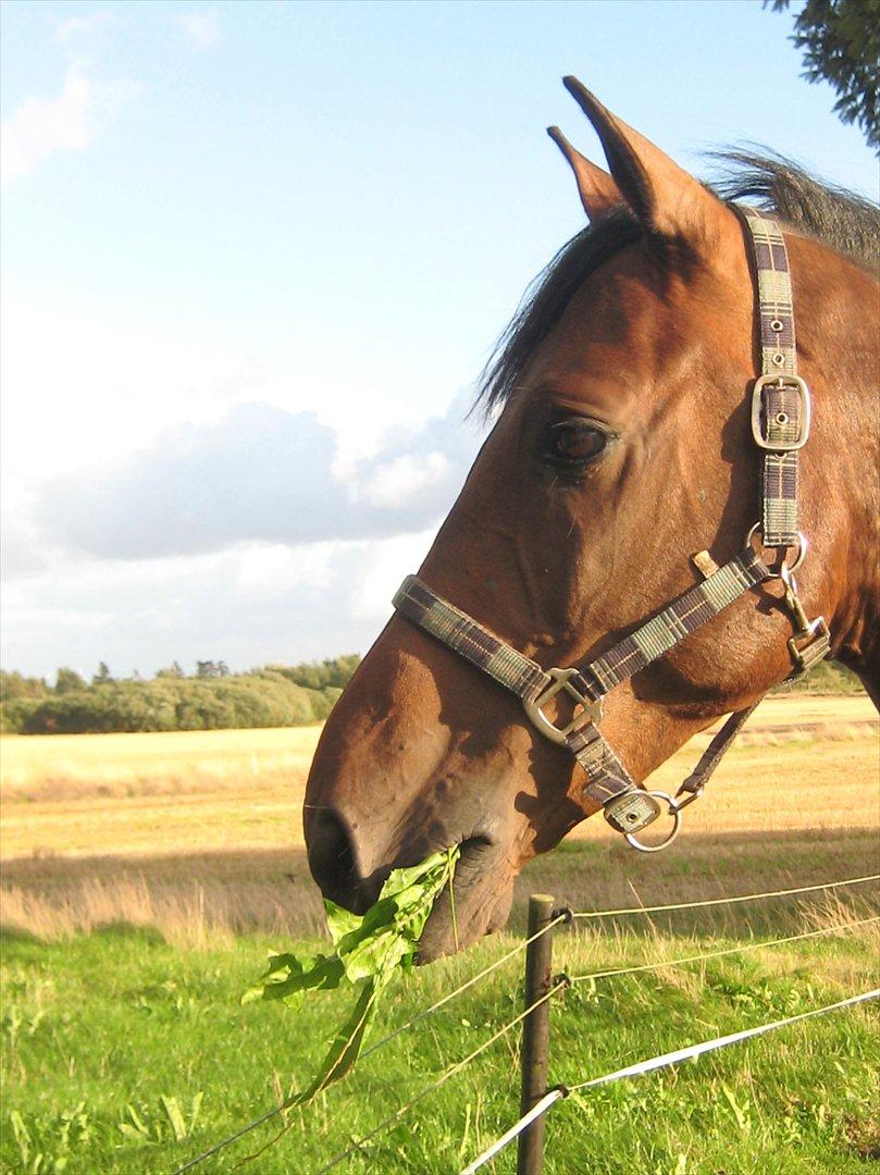 Dansk Varmblod Gustav Rau <3 billede 16