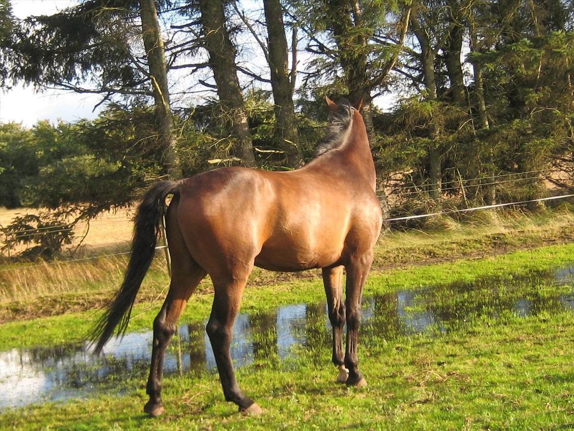 Dansk Varmblod Gustav Rau <3 billede 17