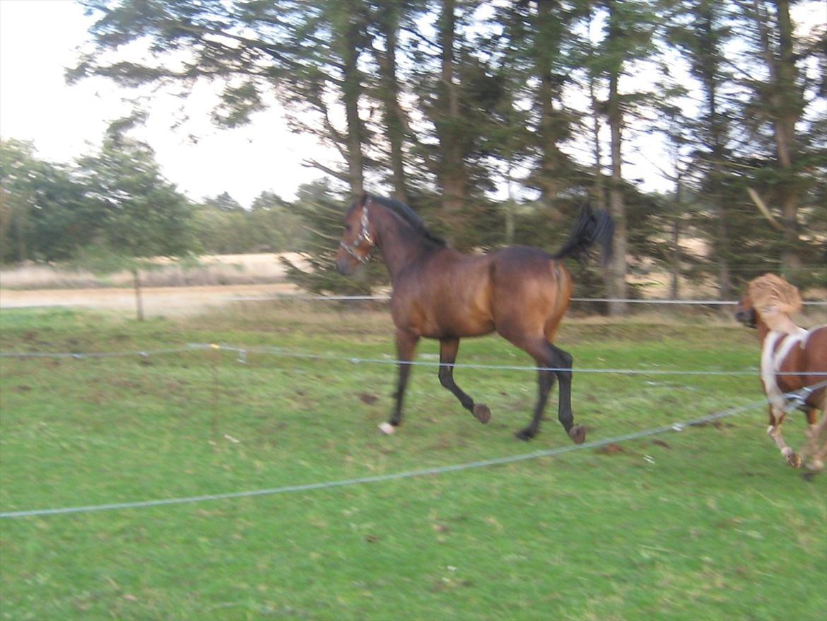 Dansk Varmblod Gustav Rau <3 billede 18