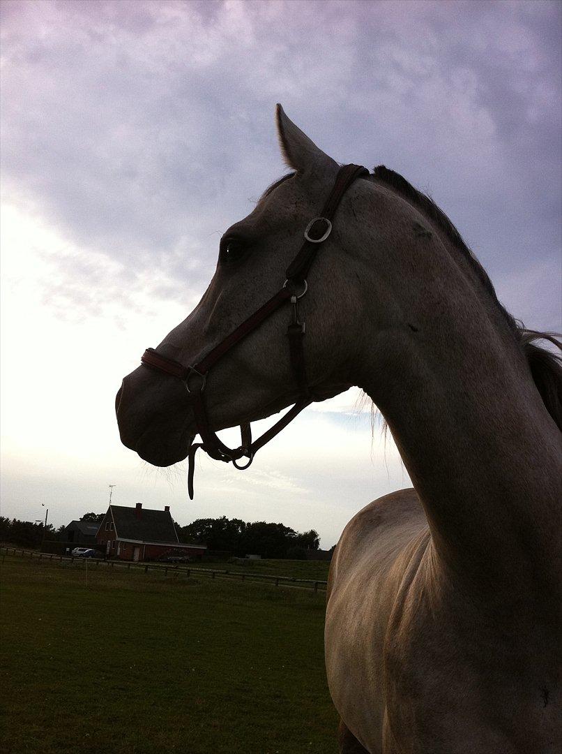 Arabisk fuldblod (OX) Jete's Estopa of TAS billede 1