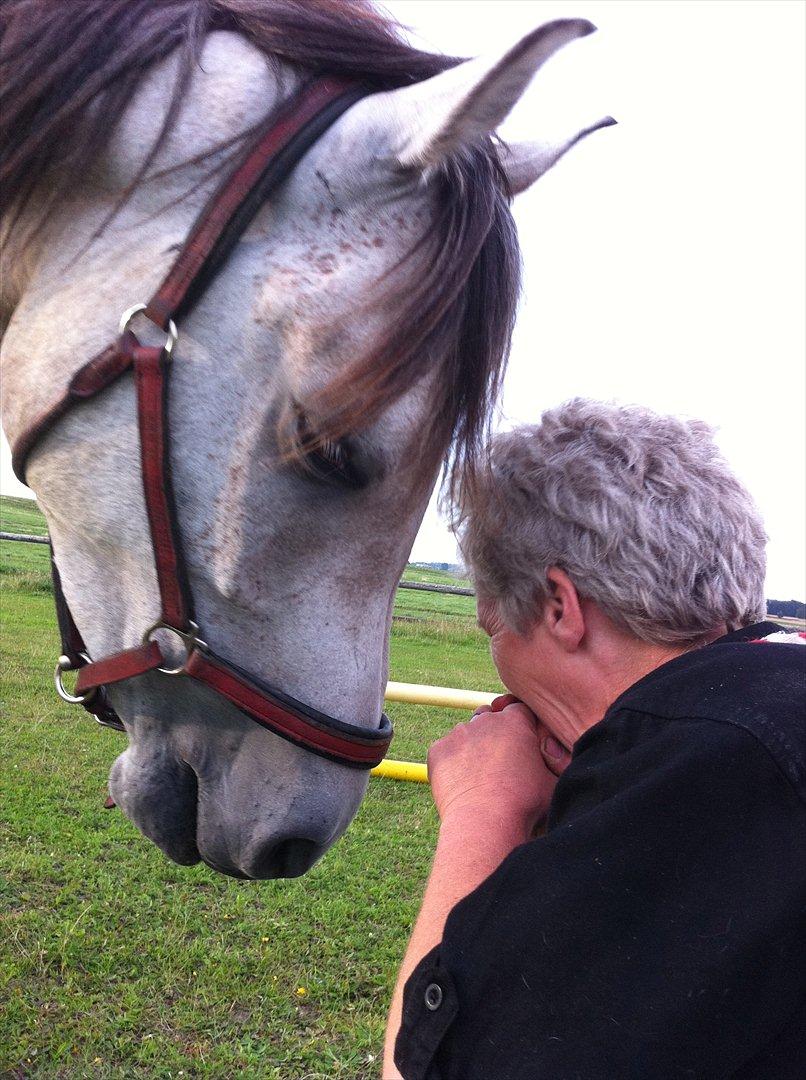Arabisk fuldblod (OX) Jete's Estopa of TAS - Hva har du der?
 billede 13