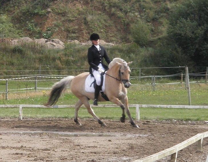 Fjordhest Undallslunds Kashmir - regions mesterskab i struer.. billede 9