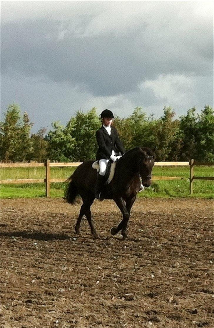 New Forest Holmens Sir Bastian - Iben Jørgensen
rider LD2 på Basse og vinder :)
CMF-Foto billede 19