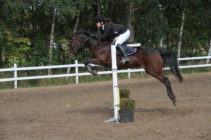 Connemara Camellia B-pony - LA2** distriktmester 2011! billede 14