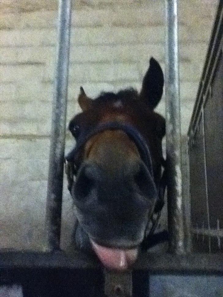 DSP Røgild's dolina billede 11