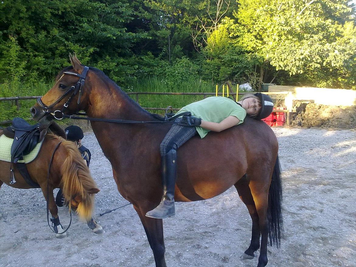 DSP Røgild's dolina billede 14