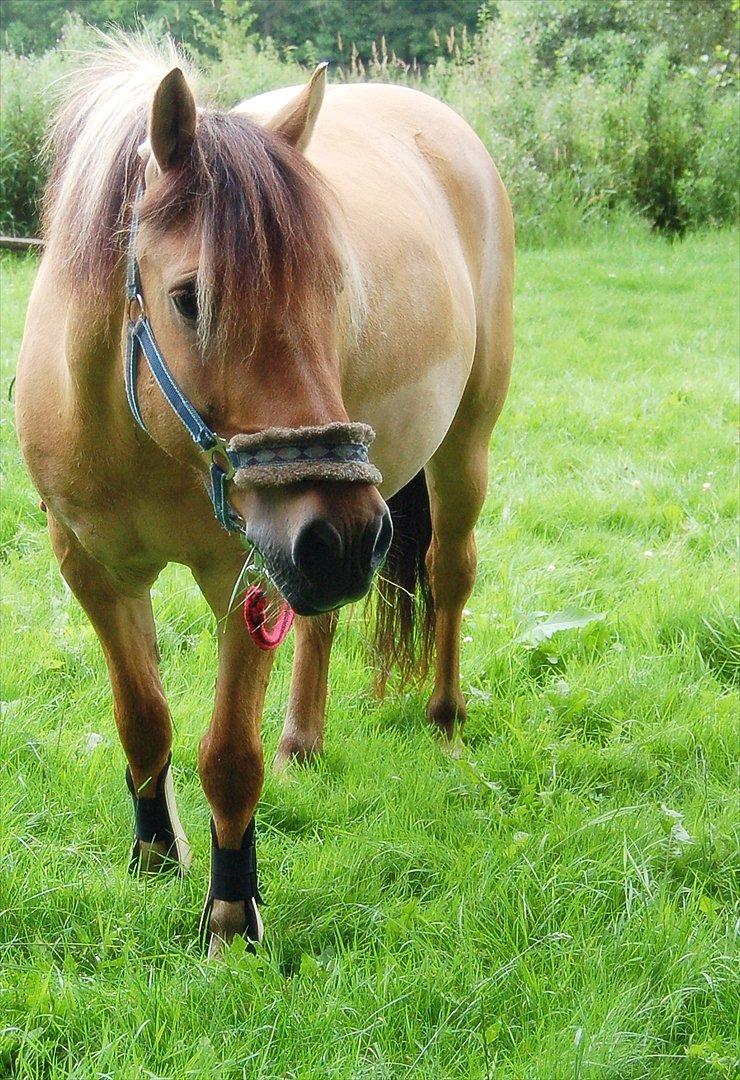 Anden særlig race Buller - Velkommen til Bullers profil.  billede 1