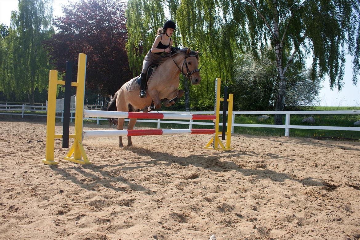 Anden særlig race Buller billede 3