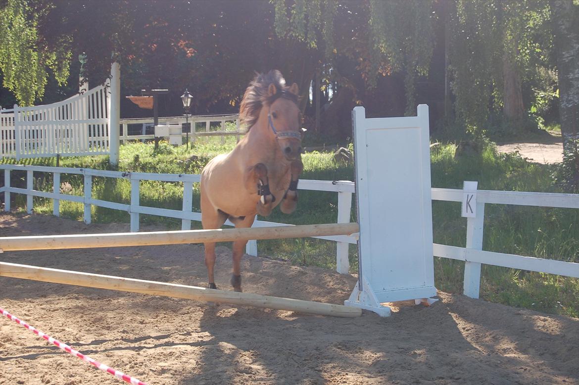 Anden særlig race Buller - dygtig dreng ;) billede 4