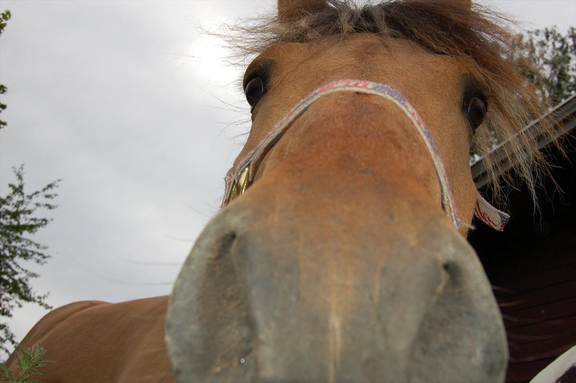 Anden særlig race Buller billede 6