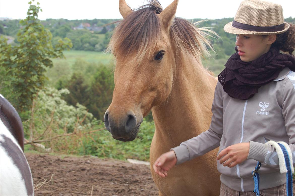 Anden særlig race Buller billede 7