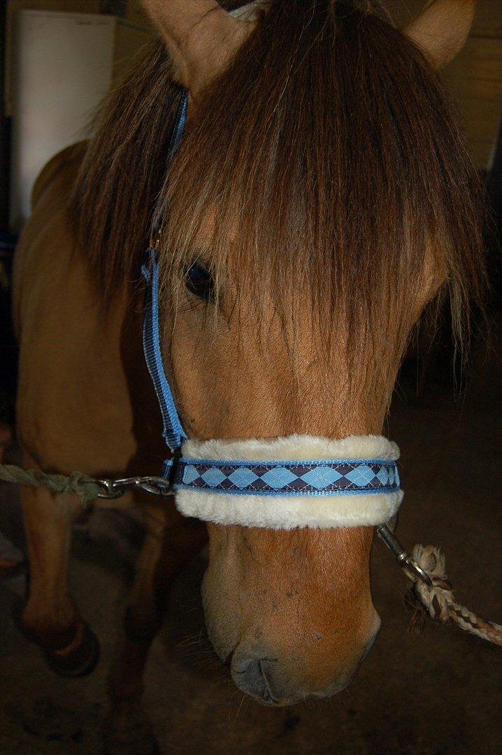 Anden særlig race Buller billede 8