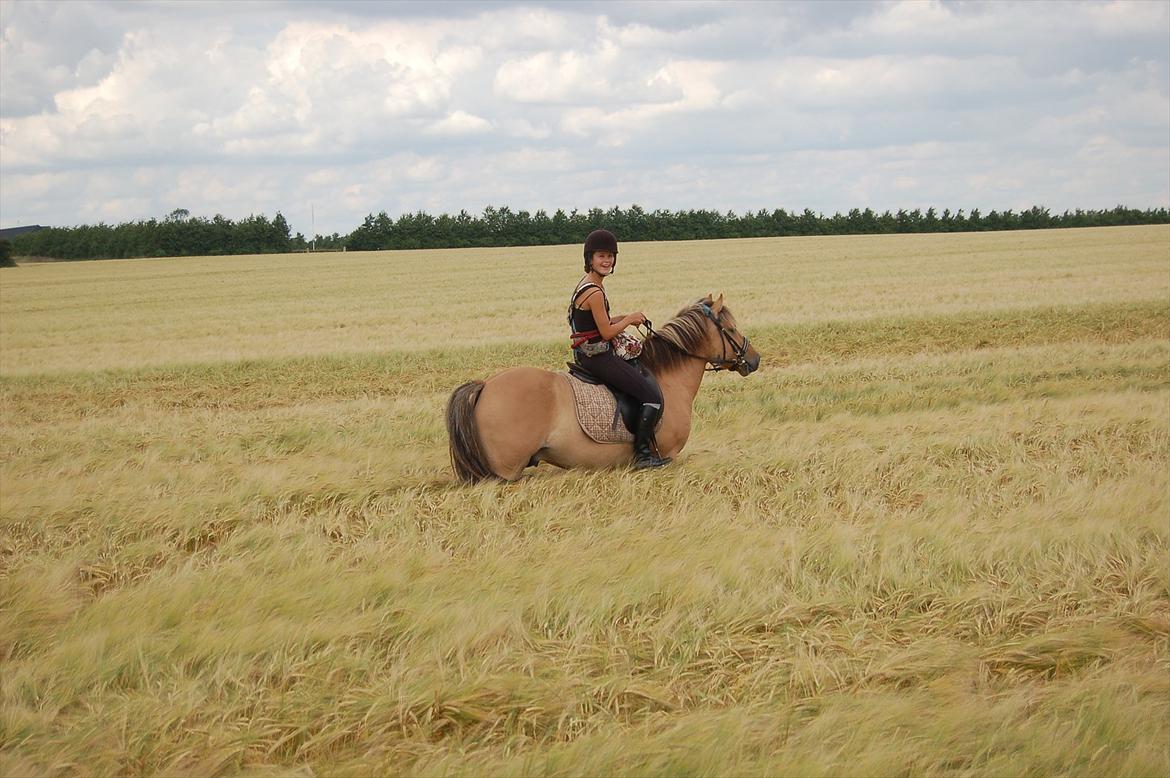 Anden særlig race Buller billede 9