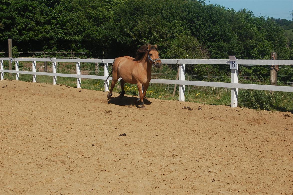 Anden særlig race Buller billede 10