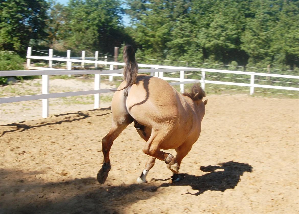 Anden særlig race Buller - NUUUUMSE! skøre dreng billede 11