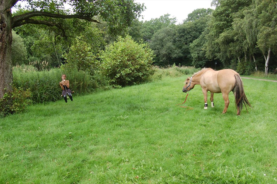Anden særlig race Buller billede 12