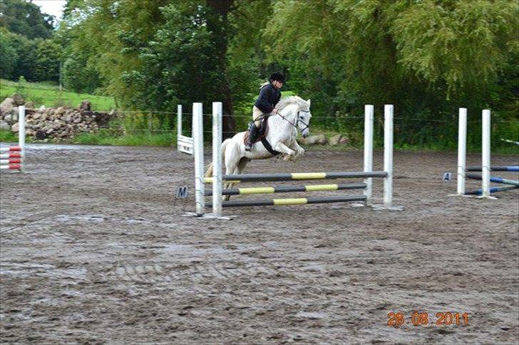 Anden særlig race milan -  foto katja billede 2