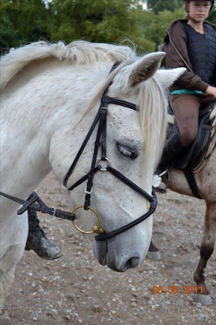 Anden særlig race milan - elsker dig min lille mille billede 15