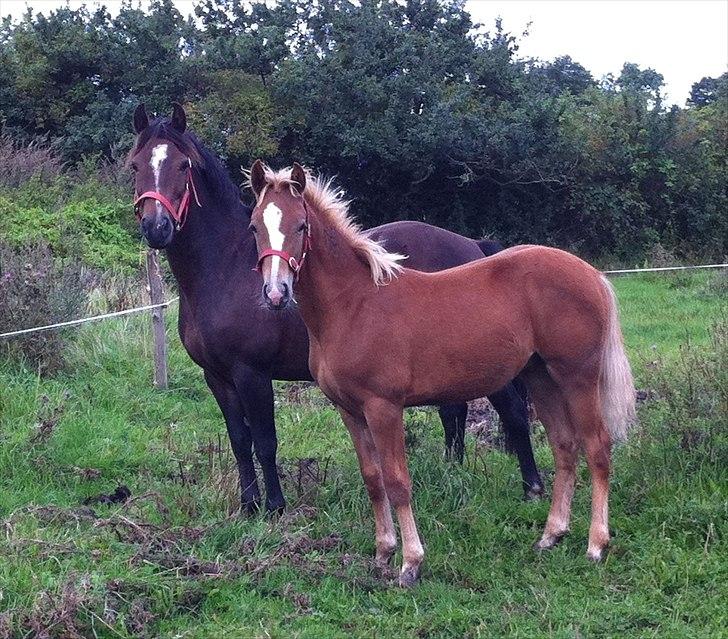 New Forest Søndermarkens Rolf - Nutid - Datid - Os 3 for altid <3 billede 1