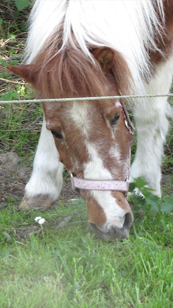 Pinto Lotte | Basseponyen! [Tild. lånepony] - Nuttet billedet<3 billede 17