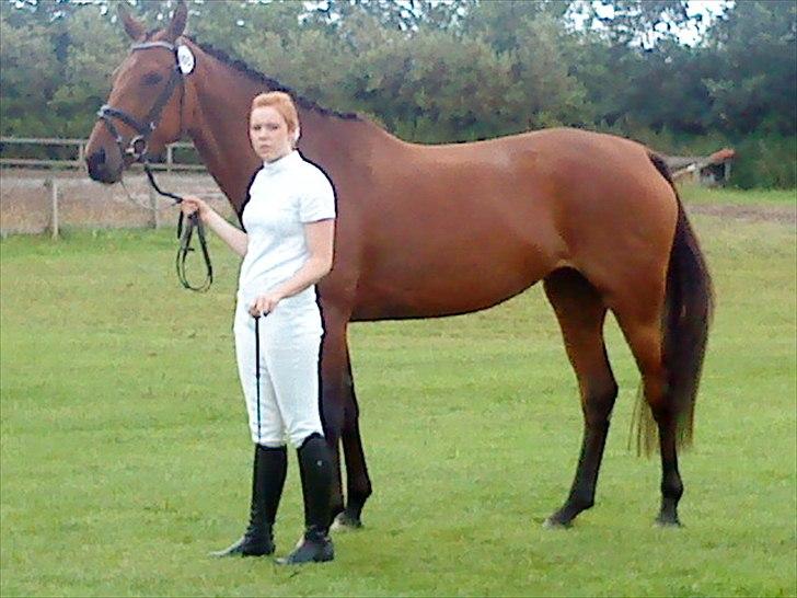 Dansk Varmblod Kielsgaardens Liva  billede 1