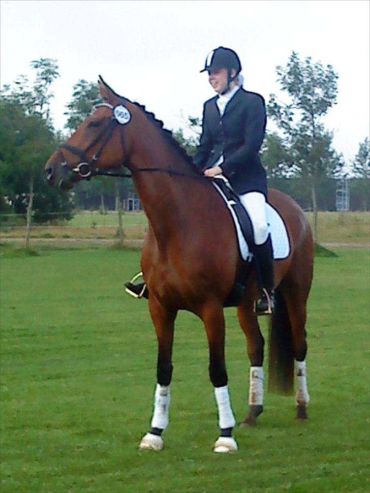 Dansk Varmblod Kielsgaardens Liva  billede 8