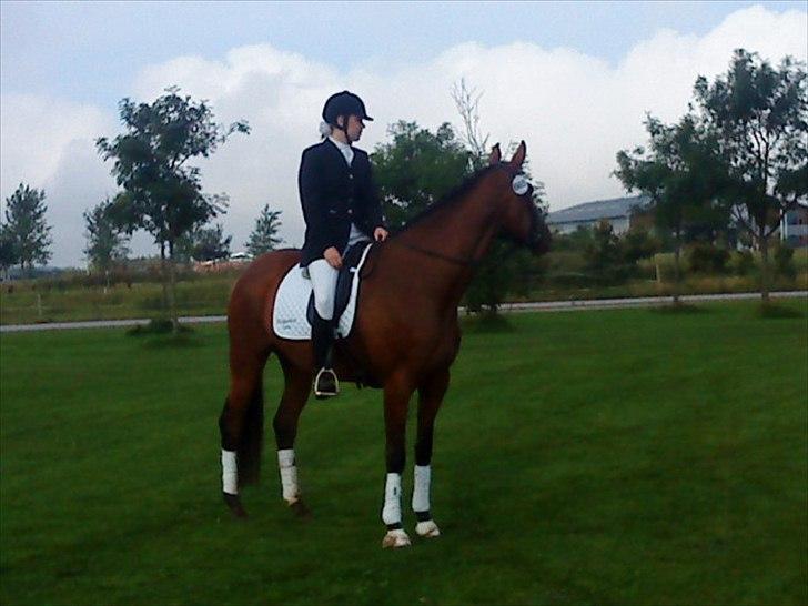 Dansk Varmblod Kielsgaardens Liva  billede 9