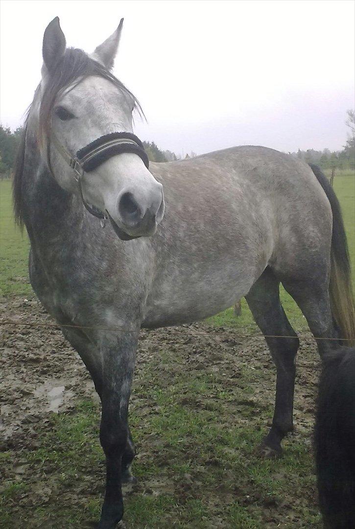 Shagya Araber (SH) Butterhill`s Khadarz billede 9