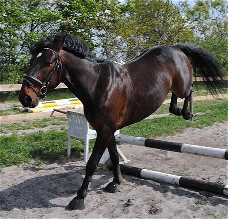 Anden særlig race Caballo billede 3