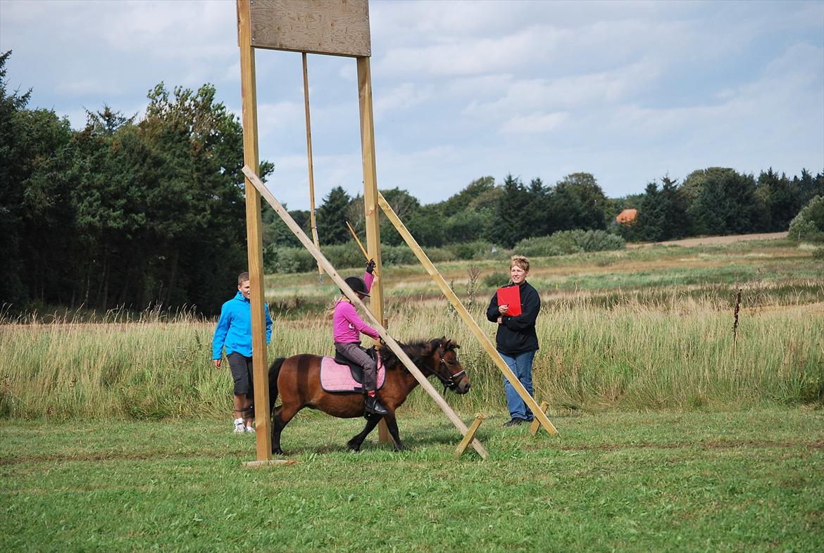 Shetlænder Mille solgt billede 4