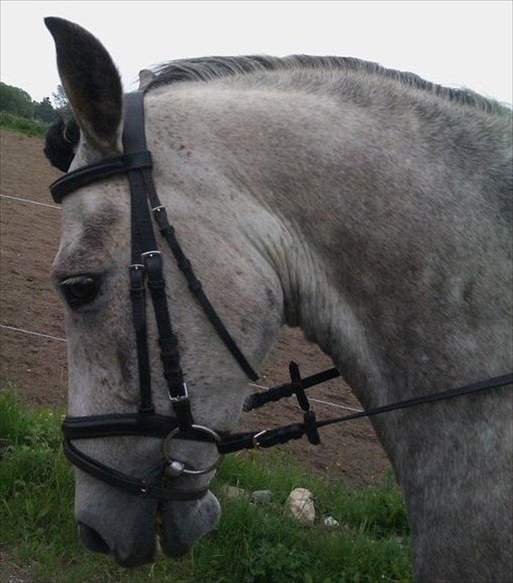 Hollandsk Sportspony MoonShine billede 7