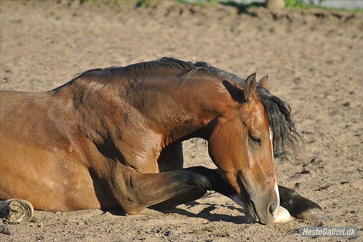 Welsh Cob (sec D) Lindbergs Milton B-PONY - foto: maiken Nielsen billede 9