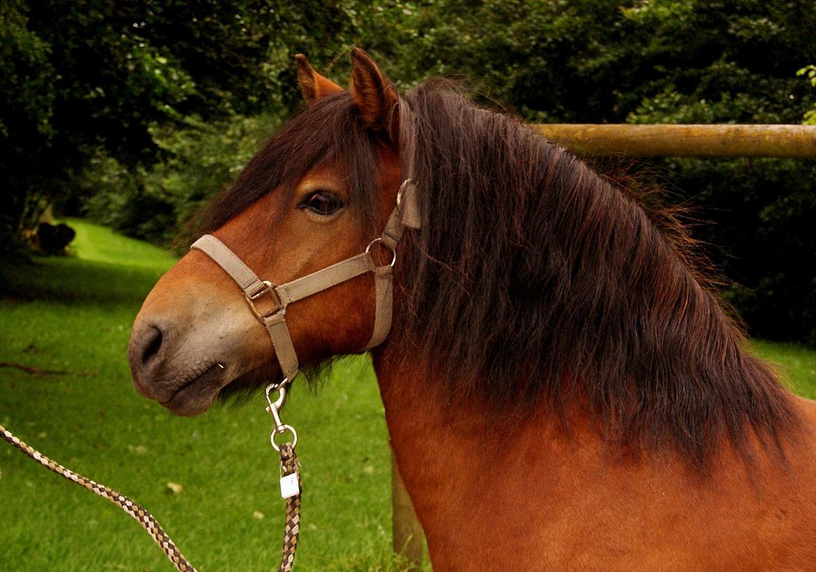 Anden særlig race Aladah Super Mule billede 4