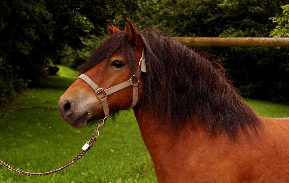 Anden særlig race Aladah Super Mule billede 6