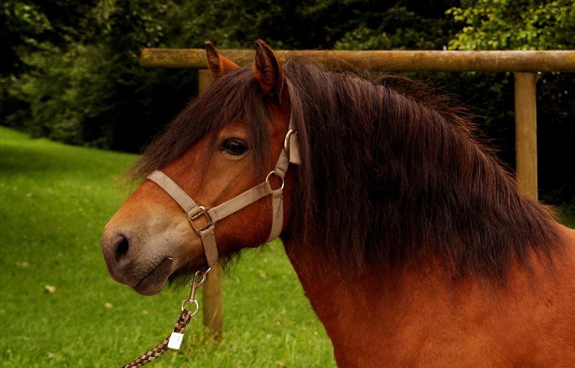 Anden særlig race Aladah Super Mule billede 8