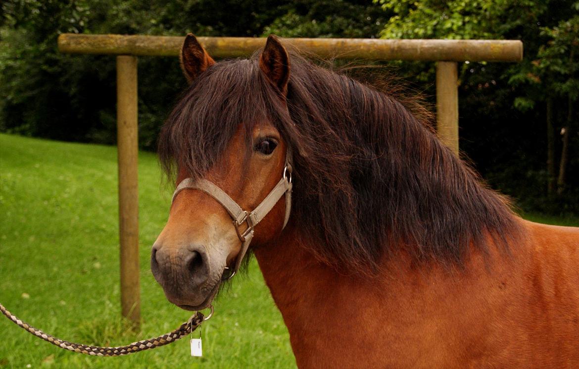 Anden særlig race Aladah Super Mule billede 11